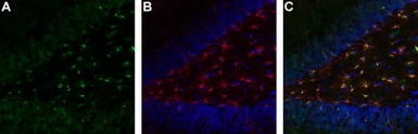 Anti-TrkA antibody used in IHC (Free Floating) (IHC (Free Floating)). GTX54856